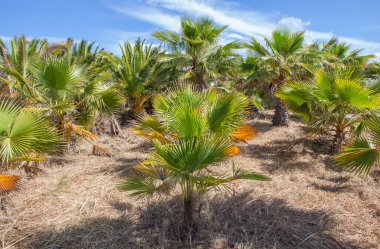 Bahçe merkezindeki büyük palmiye ağaçları çocuk odası. Washingtonia robusta çeşitliliği