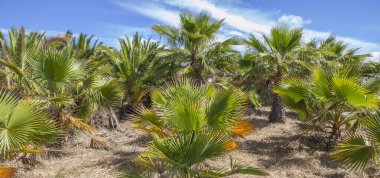 Bahçe merkezindeki büyük palmiye ağaçları çocuk odası. Washingtonia robusta çeşitliliği
