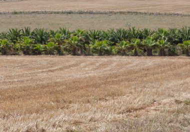 Bahçe merkezindeki büyük palmiye ağaçları çocuk odası. Washingtonia robusta çeşitliliği