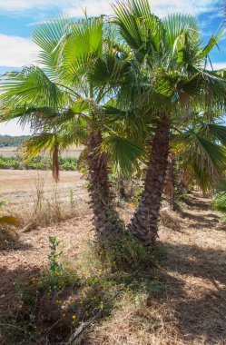 Bahçe merkezindeki büyük palmiye ağaçları çocuk odası. Washingtonia robusta çeşitliliği