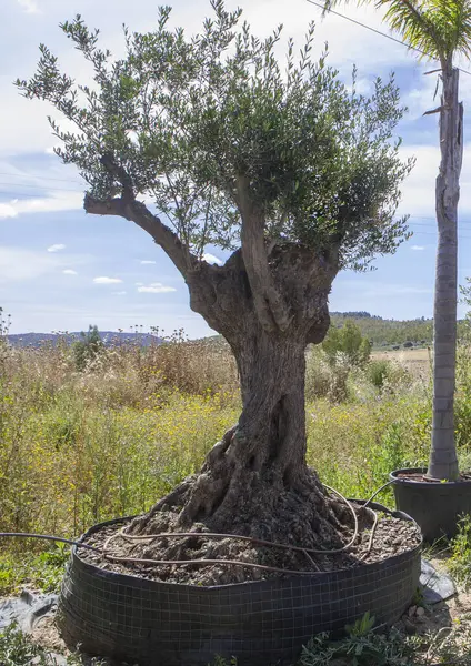 Bahçe merkezindeki büyük zeytin ağaçları çocuk odası. Süslü bitkiler olarak büyük konteynırlarda yetiştirildiler.