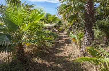 Bahçe merkezindeki büyük palmiye ağaçları çocuk odası. Washingtonia robusta çeşitliliği