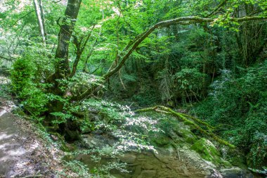 Arnea dere ormanı, Navarra, İspanya. Urbasa Moutains 'in kalbinde zümrüt ormanlarının olduğu ideal bir yer.