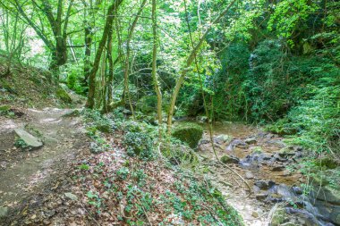 Arnea dere ormanı, Navarra, İspanya. Urbasa Moutains 'in kalbinde zümrüt ormanlarının olduğu ideal bir yer.