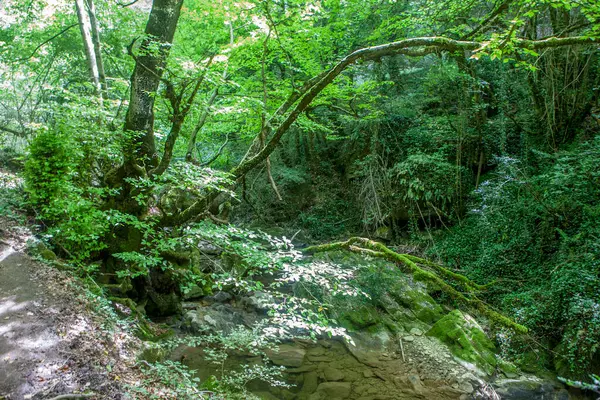 Arnea dere ormanı, Navarra, İspanya. Urbasa Moutains 'in kalbinde zümrüt ormanlarının olduğu ideal bir yer.