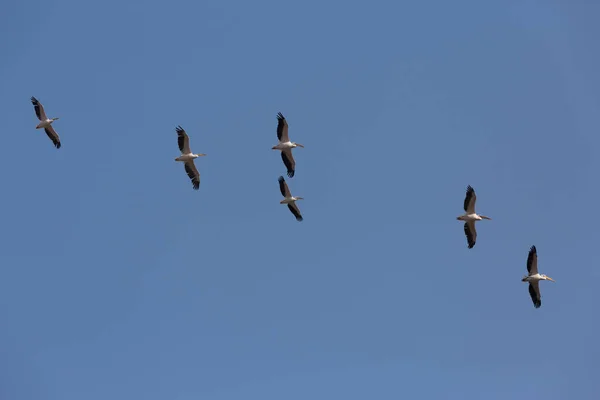 Пеликаны Летящие Небе — стоковое фото