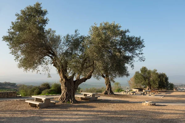 Hundraåriga Olivträd Vid Solnedgången Rekreationsområdet Tziporis Nationalpark — Stockfoto