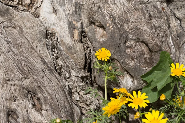 Yellow Wild Flowers Grow Backdrop Centuries Old Olive Tree Trunk — Stock Photo, Image