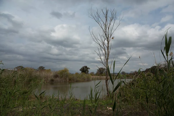 空を渡る雲と草や低木で覆われた池の岸に — ストック写真