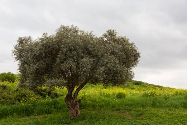 Olivovník Pozadí Louky Jarní Bujnou Zelenou Trávou Oblohou Pokrytou Mraky — Stock fotografie