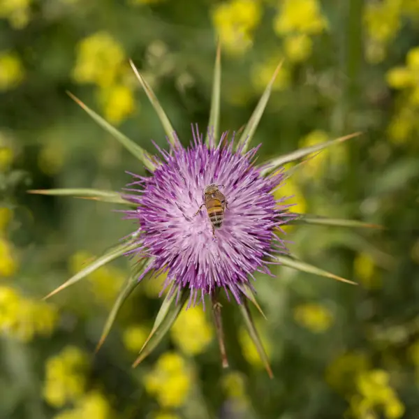 Бджола Збирає Нектар Квітку Рожевого Будяка — стокове фото