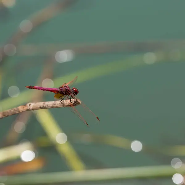 Ateşli Kırmızı Bir Yusufçuk Gölün Üzerindeki Kuru Bir Dala Oturur — Stok fotoğraf