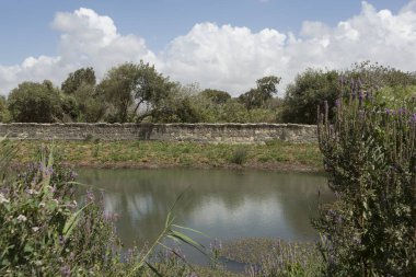 Yeşil ağaçlar, çimenler ve yabani çiçeklerle çevrili bir gölet. Beyaz bulutlu mavi gökyüzünün arka planına karşı.