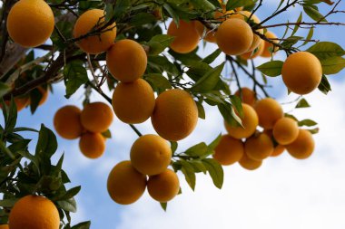Olgun sulu portakallar ağaç dallarından sarkan mavi gökyüzü ve beyaz bulutlara karşı