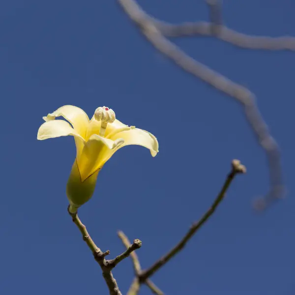 Beautiful flower with soft yellow petals on a tree branch