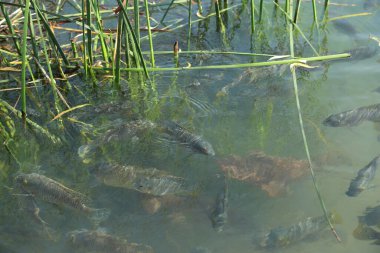 Sazlıkların arasında temiz su bulunan bir gölette çok sayıda balık.