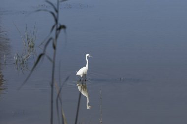 Bir balıkçıl balık aramak için kıyıya yakın denizde yürüyor.