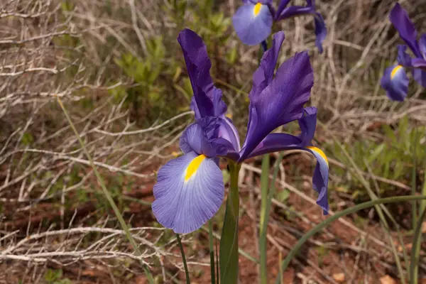 Iris Flower Purple Yellow Color Wild — Stock Photo, Image