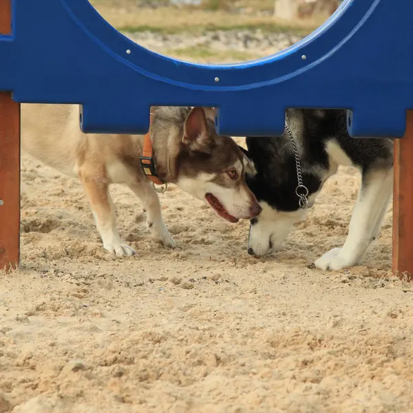 Två Hundar Träffades Parken För Husdjurspromenad Royaltyfria Stockbilder