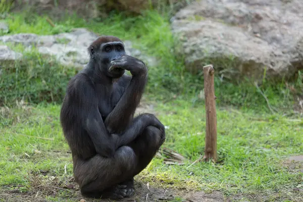 動物園の草の上に座っているゴリラ猿 ストックフォト