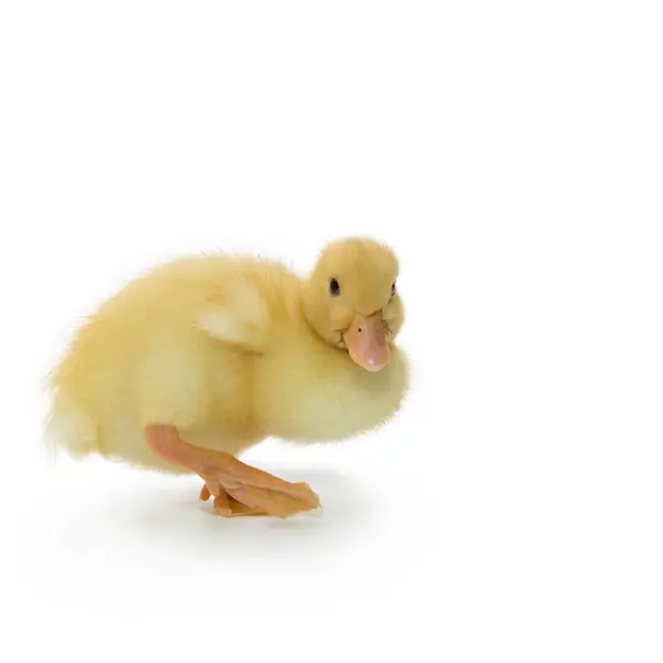 Yellow Fluffy Duckling Newly Born White Background Fotos de stock