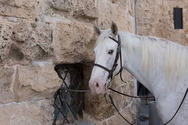 Cavallo Bianco Maculato Con Una Briglia Legata Una Grata Arrugginita Fotografia Stock