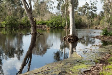 Şiddetli bahar yağmurlarından sonra okaliptüs ağaçları suda durur