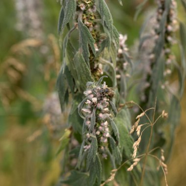Kelebek kır çiçeklerinin nektarıyla beslenir.