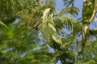 Keçiboynuzu meyvelerinin üzerine düşen yeşil yapraklardan düşen gölge