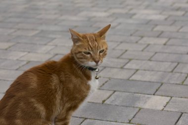 Beyaz ağızlıklı kızıl bir kedi yürüyüş yolunda oturuyor.