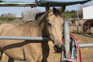Atlar gün boyunca açık güneşli gökyüzünün altında bir otlakta tutulur.