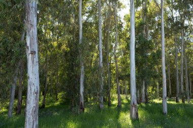 Güneşli bir bahar gününde yeşil çimlerin arasında okaliptüs koruluğu