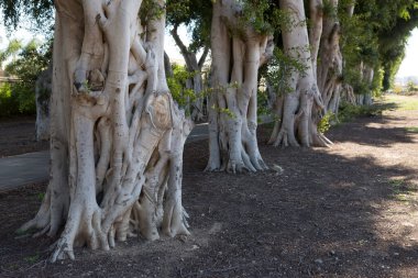 Ağaç gövdeleri mucizevi bir şekilde birbirine dolanır ve birbirlerine dönüşürler.