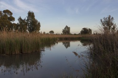 Gün batımında suda yansıyan kamışlarla kaplanmış iki kıyılı bir gölet.