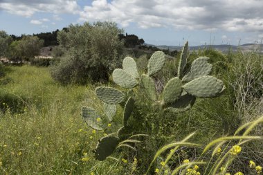 Kaktüs çalısı, dikenli yeşil otlar arasında gökyüzüne karşı bulutlar