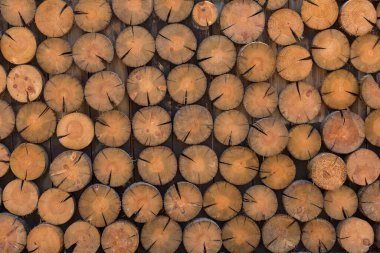 Bir ağaç gövdesinin yuvarlak kütükleri arkaplana eşit olarak yapıştırılır