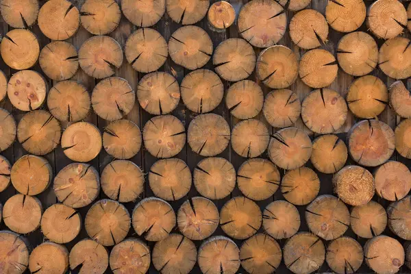 Bir ağaç gövdesinin yuvarlak kütükleri arkaplana eşit olarak yapıştırılır