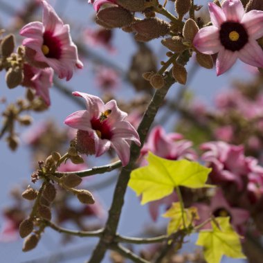 Çiçek açan bir ağacın dallarında açık bir çiçeğe uçan bir arı.