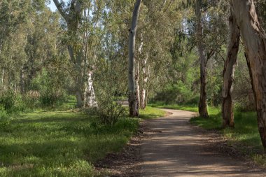 İlkbaharda bir orman okaliptüs korusunda yol