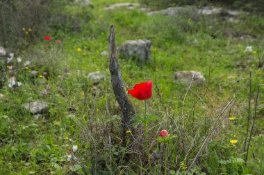 Kalanitenin kırmızı çiçeği kuru saplar ve dallar arasında yeşil otlar arasında açar.
