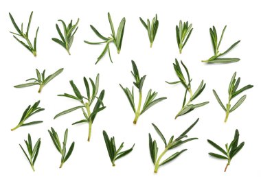 Taze ve yeşil biberiye beyaz arkaplanda izole edildi.