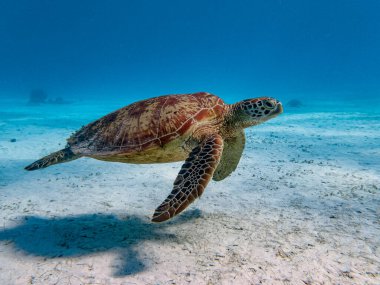 Kumlu ve sığ bir resifte yüzen yeşil bir deniz kaplumbağasının yan açısı.