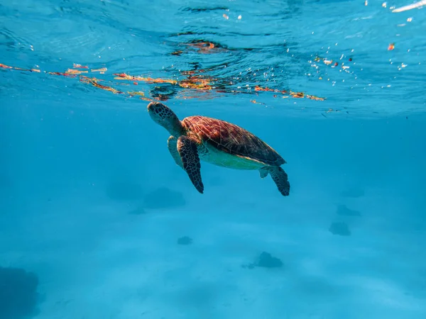 바다거북은 수면으로 올라온다 — 스톡 사진