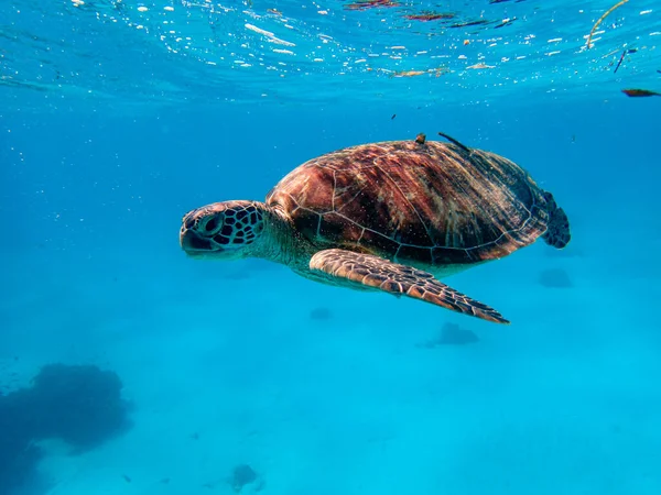 Vihreä Merikilpikonna Nousee Pinnalle Hengittämään Ilmaa — kuvapankkivalokuva