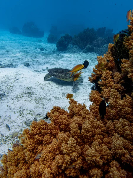 Yeşil deniz kaplumbağası (Chelonia mydas) renkli bir mercan resifinde deniz otunu besler.