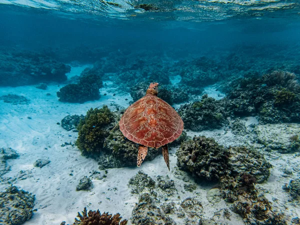 绿海龟 Chelonia Mydas 爬上水面呼吸空气 — 图库照片