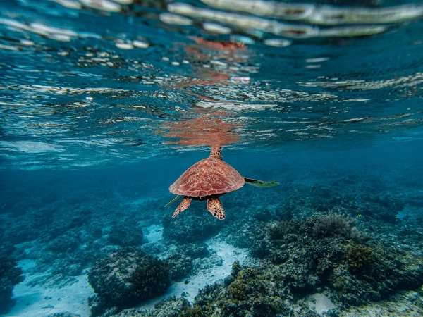 Grüne Meeresschildkröte Chelonia Mydas Steigt Die Oberfläche Luft Atmen — Stockfoto