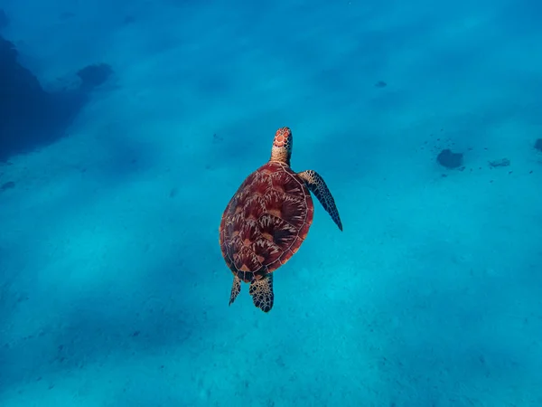 Верхний Кадр Зеленой Морской Черепахи Chelonia Mydas Плавающей Мелководном Песчаном Стоковое Фото