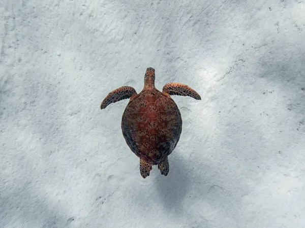Верхний Кадр Зеленой Морской Черепахи Chelonia Mydas Плавающей Мелководном Песчаном Лицензионные Стоковые Фото