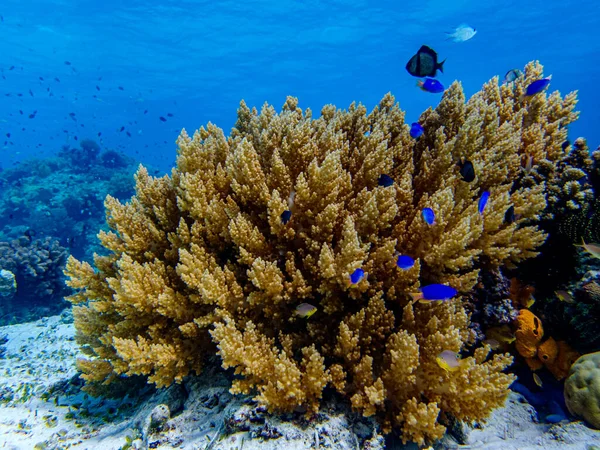 Красочные Яркие Подводные Кораллы Мелководном Рифе Лицензионные Стоковые Изображения